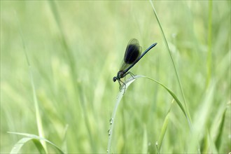 Banded demoiselle (Calopteryx splendens), male, dragonfly, blade of grass, macro, The blue