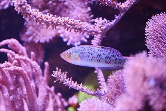 Ray-finned fish (Actinopterygii) swimming in an aquarium, Bavaria, Germany, Europe