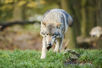 Eastern wolf (Canis lupus lycaon) walking on a meadow, Bavaria, Germany, Europe