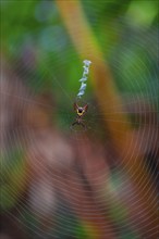 Wheel web spider (micrathena brevipes) in a spider web, Tortuguero National Park, Costa Rica,