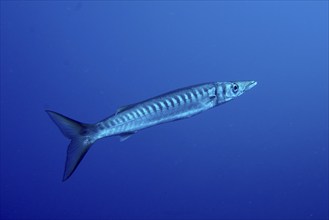 A single barracuda (Sphyraena viridensis) swims underwater in a deep, blue ocean. Dive site