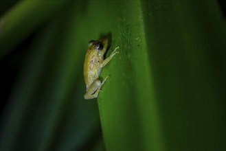 Frog on a leaf, macro shot, black background, Tortuguero National Park, Costa Rica, Central America