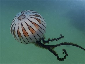 Transparent jellyfish with stripes, compass jellyfish (Chrysaora hysoscella) . Dive site Rinvyle,