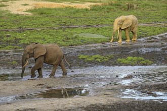 African forest elephants (Loxodonta cyclotis) in the Dzanga Bai forest clearing, Dzanga-Ndoki