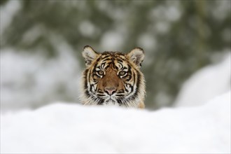 Sumatran tiger (Panthera tigris sumatrae) in the snow, captive, native to Sumatra, Indonesia, Asia