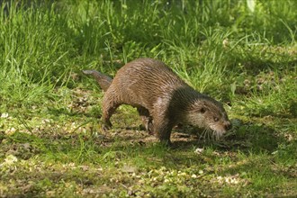 Otter, Lutra lutra, Bavarian Forest National Park, Bavaria, Germany, Captive, Europe