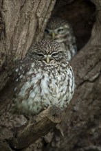 Little owl (Athene noctua) pair sits in front of the breeding den in a pollarded willow, North