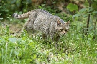 European wildcat (Felis silvestris) walking through its territory, captive, Germany, Europe