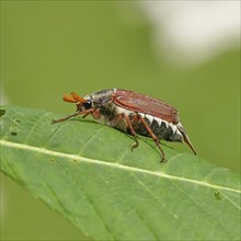 May beetle, wood cockchafer (Melolontha hippocastani), male, on leaf of a horse chestnut (Aesculus