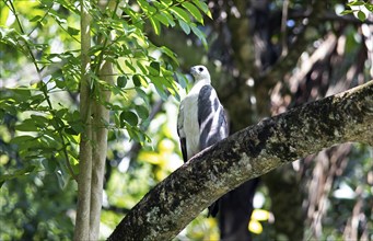 White-bellied sea eagle (Haliaeetus leucogaster) perched on a tree in the Mahaweli River, Kandy,