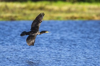 Great Cormorant, Phalacrocorax carbo, bird in flight over marshes