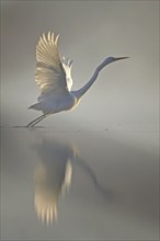 Great White Egret (Ardea alba) Winter visitor, migratory bird, streaky light, resting bird, fog,