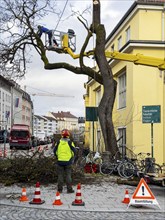 Tree work, Königinstrasse, Munich, Bavaria, Germany, Europe