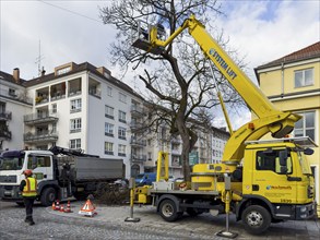 Tree work, Königinstrasse, Munich, Bavaria, Germany, Europe