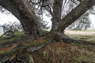 Old Scots pine (Pinus sylvestris), Emsland, Lower Saxony, Germany, Europe