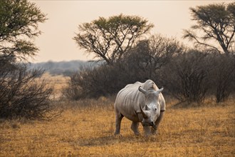 Southern white rhinoceros (Ceratotherium simum simum), rhino in the evening light, Khama Rhino