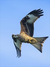 Red Kite, Milvus milvus, bird in flight