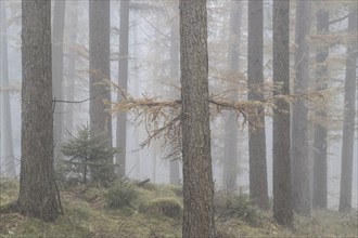 Fog in the larch forest (Larix decidua), Emsland, Lower Saxony, Germany, Europe