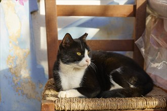 A black and white cat sits on a chair in the sunlight, Cat (n), Olymbos, Mountain village, Morning