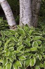 Close-up of narrow margined Hosta plants and Betula papyrifera, Paper Birch tree trunks in summer,