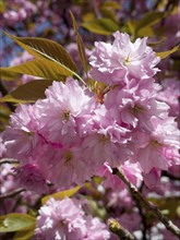 Japanese Cherry, Oriental Cherry, East Asian Cherry, Japanese Cherry, Japanese Blossom Cherry