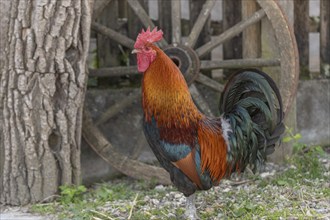 Cocks on an educational farm in the countryside. France, Alsace