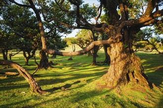 Centuries-old til trees in fantastic magical idyllic Fanal Laurisilva forest on sunset. Madeira