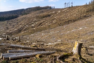 Cleared forest area north of the village of Öventrop, district of Arnsberg, dead spruce stands were