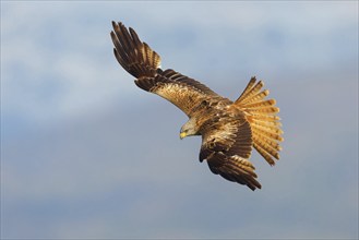 Red kite (Milvus milvus), flight photo, Hides De Calera / Black Vulture, Calera Y Chozas, Castilla