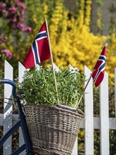 Decorated bicycle at a white fence, norwegian national day, village Solvorn at the Sognefjord,