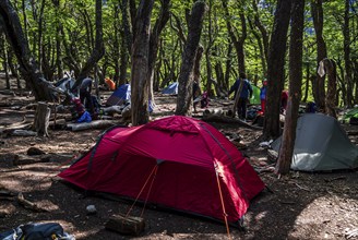 Tents in the forest, Poincenot base camp, free campground on track to Mirador Laguna de Los Tres,