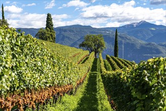 Wine-growing, in the Adige Valley, near the village of Tramin on the wine road, view from the