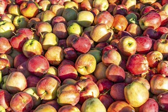 Apple-growing region in the Adige Valley, South Tyrol, large areas under cultivation, in South