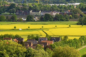 Rapeseed fields in the Gelsenkirchen-Beckhausen district, North Rhine-Westphalia, Germany, Europe