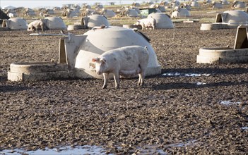 Outdoor pig farming sows in field, Sutton Heath, Suffolk, England, UK