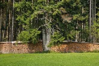 Wood Scheiterbeige at the edge of pine forest with deadwood, Switzerland, Europe