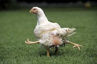 Mutated chicken with four legs, a congenital physical anomaly