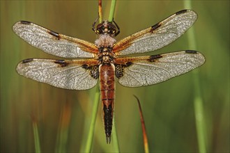 Four spotted libellula dragonfly, Four-spotted Chaser (Libellula quadrimaculata) covered in morning