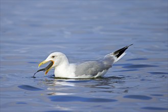 European herring gull (Larus argentatus) swimming and swallowing big fish