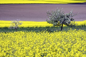 Flowering fruit trees in the rape field, Neinstedt, 05/05/2021