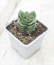 Beautiful succulent plant in greenhouse. Closeup, floral patterns, selective focus