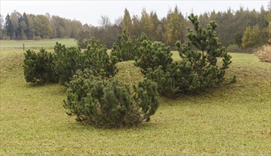 Small hills with green lawn and mountain pines. landscape design