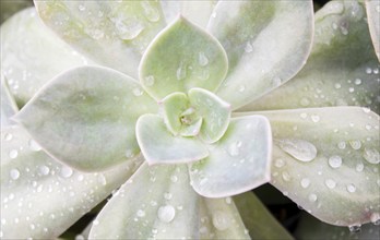 Beautiful succulent plant in greenhouse. Closeup, floral patterns, selective focus