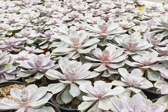 Beautiful succulent plant in greenhouse. Closeup, floral patterns, selective focus