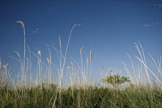 Riverside landscape with grass, blue sky, nature, puristic, nature, fresh, clear clean,