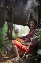 Asian elephant (Elephas maximus), working elephant with elephant guide, mahout or mahout, Peermade,