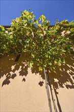 Noble vines (Vitis vinifera) on the facade of a house in Miltenberg, Lower Franconia, district of