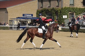 Warendorf State Stud, stallion parade, dressage riders