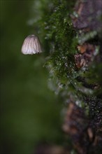 A fungus a few millimetres in size grows on a tree trunk covered with moss, macro photograph,