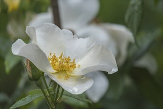 White rose (Rosa sp.) with raindrops, North Rhine-Westphalia, Germany, Europe